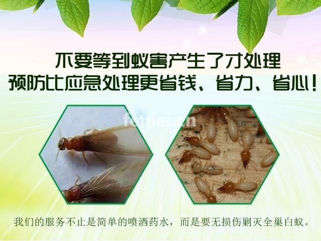 扬州家庭灭鼠公司(家庭杀虫灭鼠)